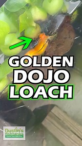 Yet another reason you should own a GOLDEN DOJO LOACH! This is an amazing freaken creature! Are you keeping Golden Dojo Loaches? TANK ON! #goldendojoloach #dojoloach #loach #loachfish #fish #fishy #aquariumfish #freshwaterfish #bestfish #nature #aquarium #fishtank | Dustin's Fishtanks