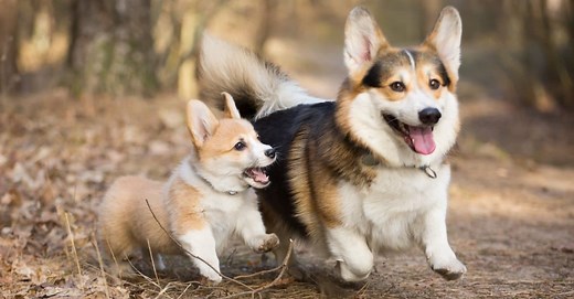 Corgis as Hunting Dogs: 9 Pros and Limitations to Know