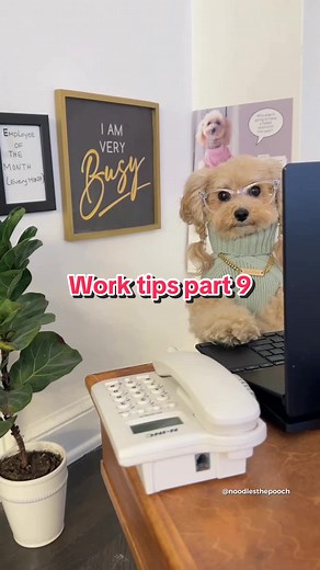 Corporate Canine: Office Humor with Noodles the Pooch