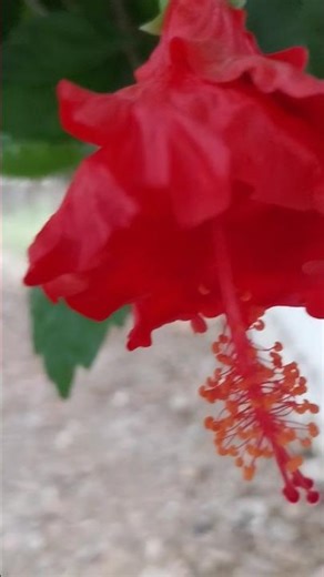 hanuman mandir purwateer #viralvideo #jaishreeram #trending #hanumanji #hanuman #trendingshorts