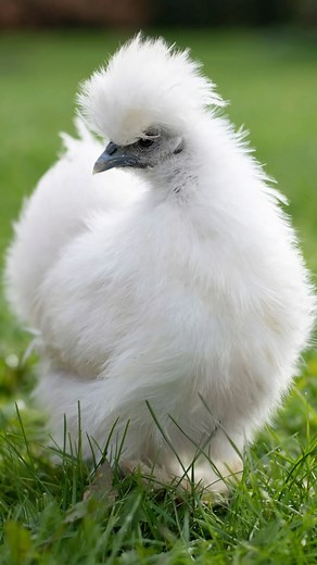 Let’s Celebrate The Breed Of The Week!!! 拾 The Silked White Easter...