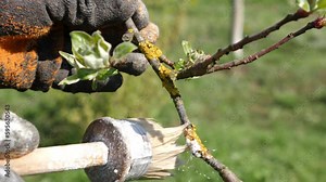 Lime treatment of the bark of a fruit tree branch affected by a fungal disease. Stock Video