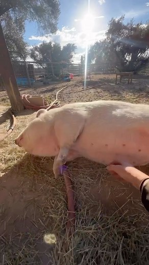 Macy on Instagram: "Pearly girl loves her belly rubs 藍"