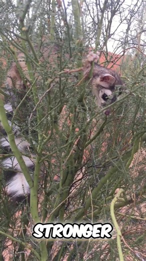 🎥 Throwback to a surprise ringtail sighting — at a resort hotel, of all places! 🦝 Mark, our founder, caught this rare moment on camera and shares why the ringtail is one of his favorite desert animals. Despite the nickname, they’re not cats — they’re in the raccoon family, love french fries, and apparently, they don’t mind luxury accommodations. 🏨😂 🎙️ Turn your sound on for fun facts, desert wildlife insight, and a classic Mark-style story. (Merry Christmas from past Mark, by the way — wild