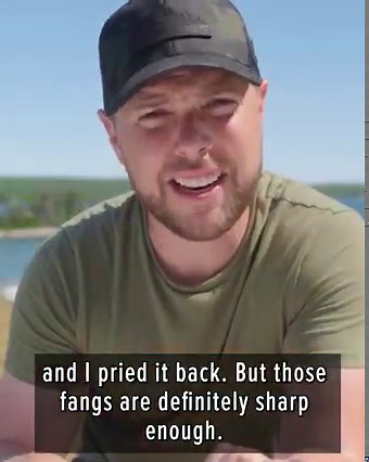 925K views · 8.8K reactions | Never thought I'd get bitten by a worm but here we are! | Brave Wilderness | Facebook