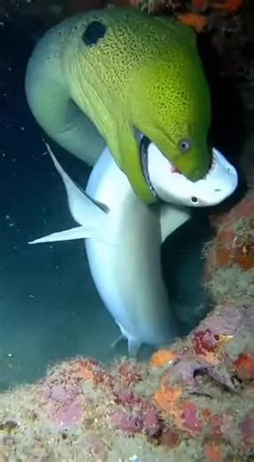 Brutal Underwater Combat: Giant Moray Eel vs. Reef Shark – Real Struggle! #MarineSurvival #SharkVsEel #NatureIsBrutal #OceanLife #PredatorAttack #UnderwaterCombat #wildnature | Bluee realm