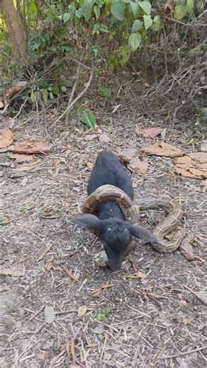 Indian Python Snake #youtubeshorts #shortsvideo #trending