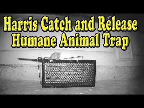 Harris Humane Animal Trap Demonstration and Review