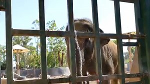 358K views · 9.3K reactions | In the Arizona heat, you have to cool down however you can. Thanks to the Phoenix Zoo for sharing this video of firefighters hosing down Reba, the zoo's Asian elephant, along with frozen treats given to many of the animals today. FORECAST: bit.ly/29QyYrn | ABC15 Arizona | Facebook