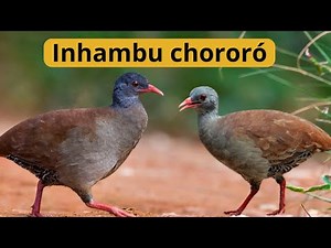 Tinamou Choro - a very shy bird