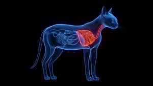 3d Rendered Medical Animation Cat Anatomy Stock Footage Video (100% Royalty-free) 1098003637 | Shutterstock