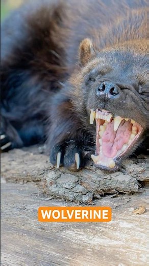 Wolverine The Fearless Beast!