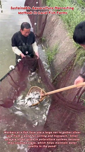 Sustainable Aquaculture Harvesting Methods In Local Fish Farms