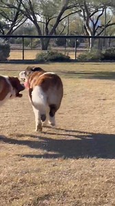 Willow and Bert feeling frisky today | Cynthia Collins