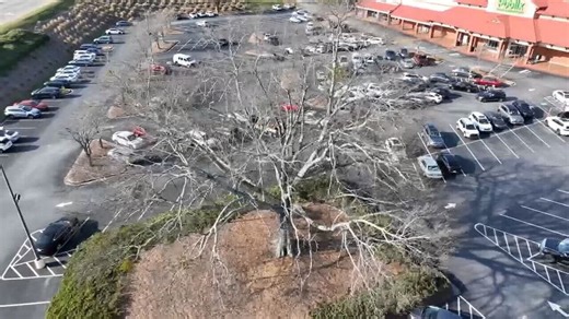 Judge rules century-old tree can now be cut down after being saved two years ago
