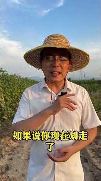 Don't make these mistakes when planting cabbage! #cabbageplanting