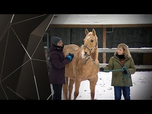 Les chevaux comme moyen de décompresser
