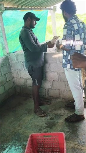 #pigeee teeth cutting ✂️ #pigfarm