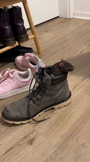 Understanding Pet Rats: Care and Fun Activities