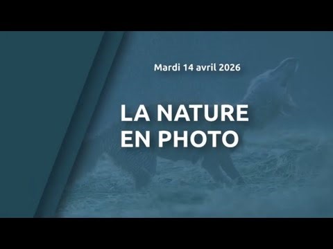 Nature in photographs