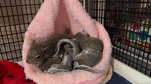 Just a few of the 23 orphaned squirrels in our care right now getting a second chance at a beautiful life. ❤️🥰😍 | Newhouse Wildlife Rescue