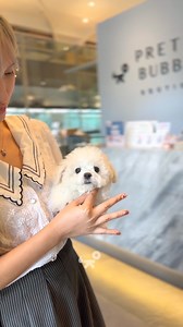 Will you take me home? 💕 #PrettyBubbleMNL #PrettyBubbleDog #minibichon #bichon #bichonfrise #bichonsofinstagram #puppy #pet #puppylove #Petlovers #reels | Pretty Bubble Dog