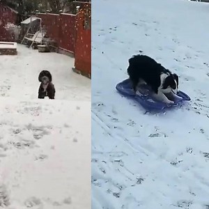 18K views · 365 reactions | Snow days aren't just for people! | Inside Edition | Facebook