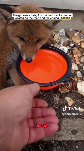 Girl Rescues Baby Fox | Heartwarming Animal Rescue Story