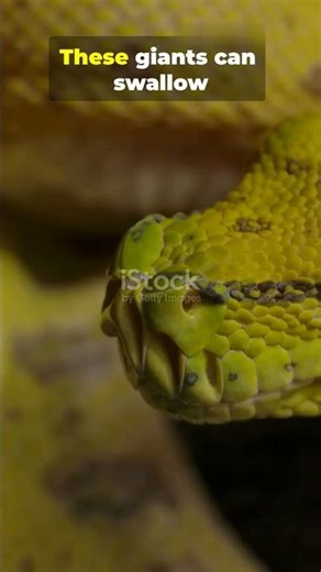 Python Strength: The Muscular Silent Killer 🐍💪