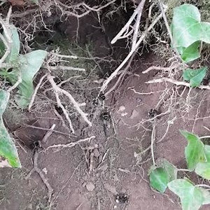 A bustling white-tailed bumblebee (Bombus lucorum) nest preparing for a busy summer! 😍 You can help bumblebees by providing them with somewhere to nest - old mouse holes, undisturbed compost heaps, long tussocky grass, bird boxes and wooden decking are all ideal - and lots of bee-friendly flowers year-round. 🎥 Laura Shakespeare | Bumblebee Conservation Trust