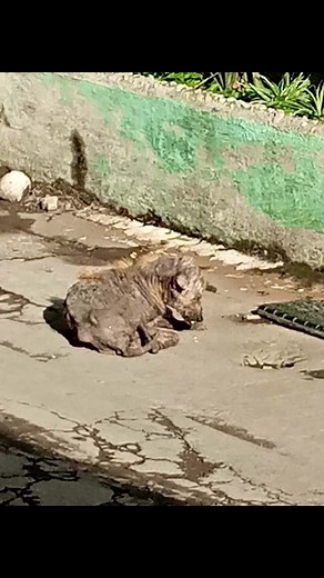 9.3K views · 846 reactions | Farewell Lolo Rocky.... I am sorry I was...