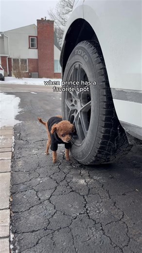 Decisions With My Toy Poodle