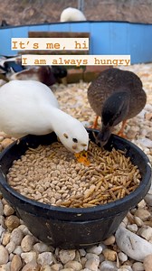 Fun fact: The feed I use for my ducks is specifically formulated to float on water which helps prevent choking compared to dry feed. This is also the most natural way to feed ducks since most of what they eat in the wild is aquatic plants & animals 🦆 #DunkinDucks #ItsMe #PetDucks #CallDuck #ImAlwaysHungry #MazuriWaterfowlFeed #FarmLife | Dunkin Ducks