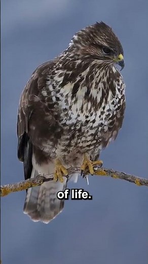 Birds and Their Claws | Types & Uses Explained! | #Shorts | Power Learn Kids