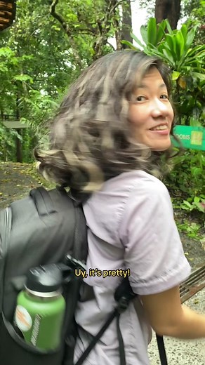 Another beautiful flowering #PhilippineNativeTree! #philippinebiodiversity #philippinenativetrees #philippinewildlife #wildlifetiktokers #wildlifetiktok #philippines #learnitontiktokph #learnitontiktokph #bagawakmorado