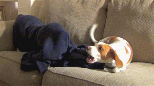 Puppy discovers a dog hiding under the blanket and can't handle it
