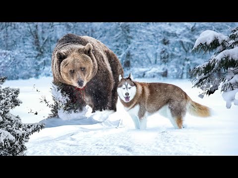 15 Ataques de Osos más Asombrosos y Horribles captados por cámara MOMENTOS increíblemente BRUTALES