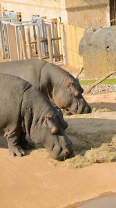 Experience a truly one-of-a-kind overnight adventure at our Hippo Safari Lodges - the only accommodation of its kind in the UK! 🦛 | West Midlands Safari Park