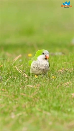 Wonders on Wings: A Glimpse of Nature’s Most Beautiful Birds! #birds #naturetweeters #wildlife | Nature-Tweeters