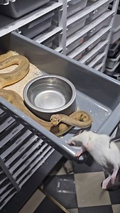 1.8K views | Pewter wookie clown male feeding 勇勇勇 #royalpythons #ballpythonlove #beardeddragon #reptilebreeder #snek #morph #petsnake #herpetology #animal #morphs #morph #snakelove #reptilelove #livingart #ballpythonofinstagram #snakelovers #reptilesofinsta #serpent #ballpythonsnake #nature #ballpythonlover #babyballpython #ballpythonmorphsofinstagram | Xclusive ball pythons | Facebook