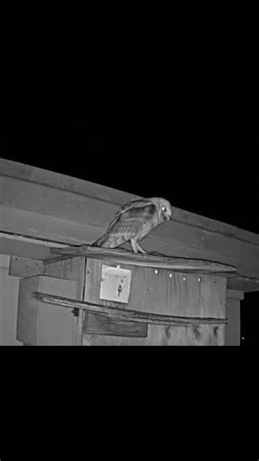 He’s Back! 😮🦉 | Watch This Closely