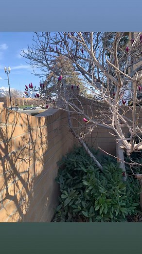 Trees are starting to bloom today!!!