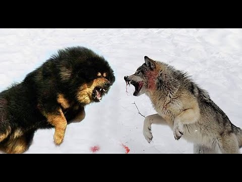 CHINESE TIBETAN MASTIFF Vs WOLF - The Wolf King of Mongolia