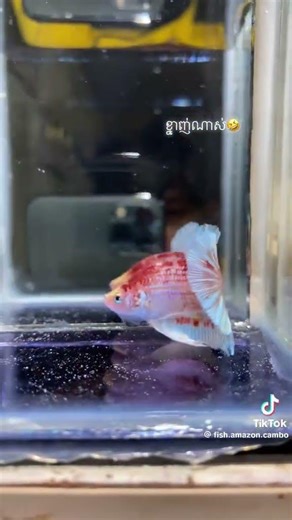 freshwater fish for aquarium #bettafish #animallife #betta #fish