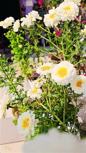 #January Spring #plants #lifeisbutadream