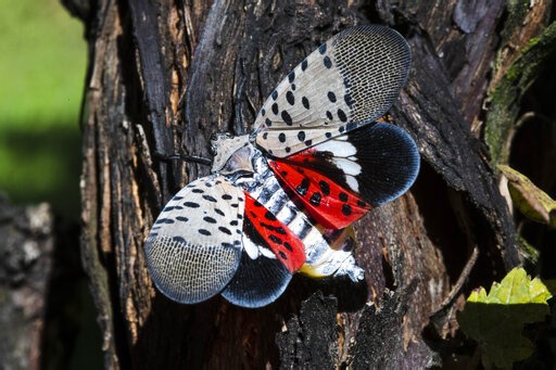Pennsylvania watch out: Spotted lanternflies get their wings