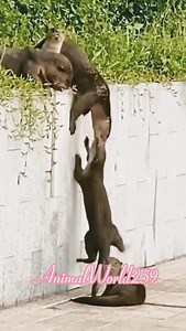 2.1K views · 34 reactions | The beaver is the smartest animal. Watch how they drag each other #beaver #animals #funny_animals | Discover TV | Facebook