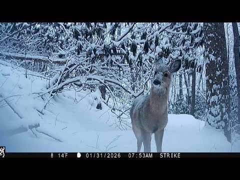 When the Snow Falls: Tracking Deer Survival on the Mountain