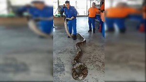 2.6K views · 56 reactions | 7 Biggest Snakes Ever Found | AnimalsWow | Facebook