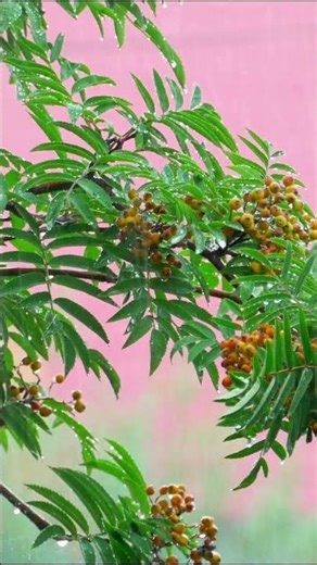 Calming Rain Ambience for Deep Sleep 🌧️White Noise Rain Sounds to Relax, Study, Beat Insomnia